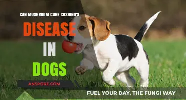 Exploring Mushrooms as a Potential Cushing's Disease Treatment for Dogs