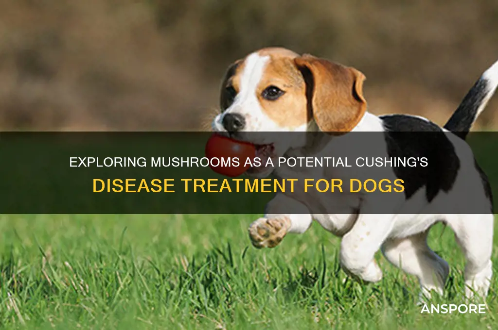 can mushroom cure cushing
