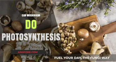 Do Mushrooms Photosynthesize? Unveiling Their Unique Energy-Harvesting Secrets