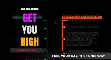 Exploring the Psychedelic Effects of Mushrooms: Can They Get You High?