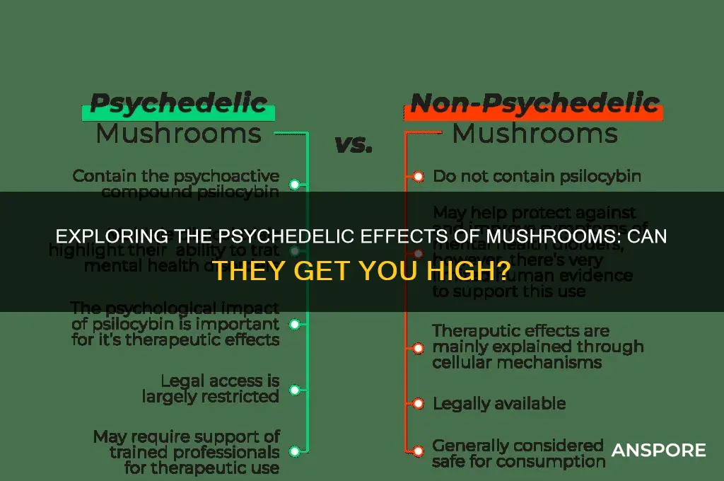 can mushroom get you high