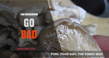 Can Mushrooms Go Bad? Shelf Life, Signs, and Storage Tips