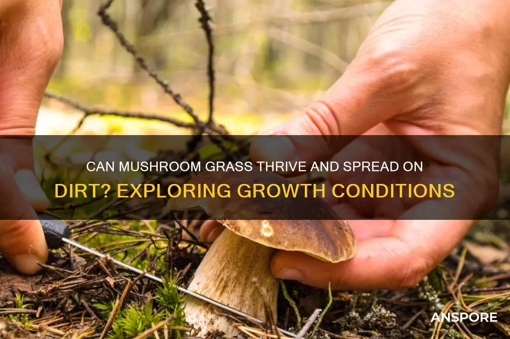 can mushroom grass spread on dirt