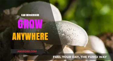 Exploring Mushroom Growth: Can These Fungi Thrive in Any Environment?
