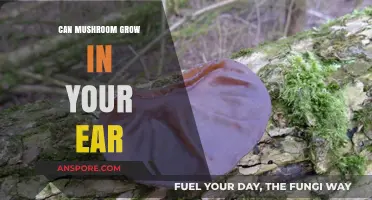 Can Mushrooms Grow in Your Ear? Uncovering the Truth and Risks