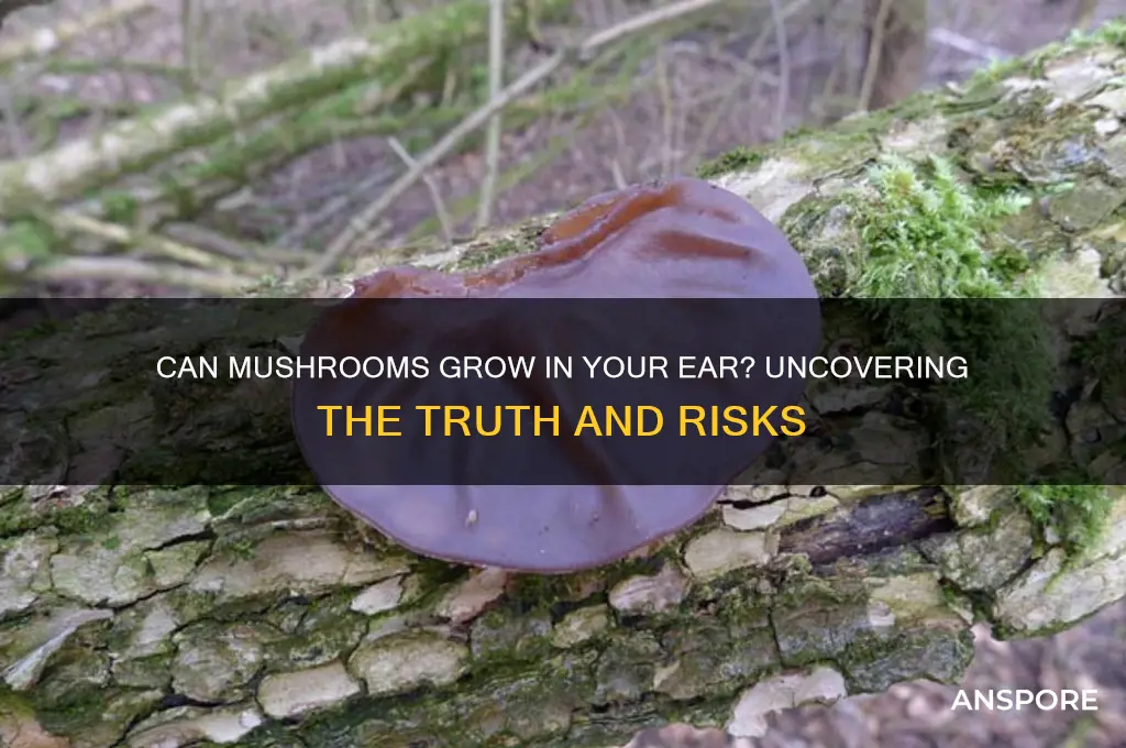 can mushroom grow in your ear