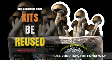 Reusing Mushroom Grow Kits: Tips for Multiple Harvests at Home