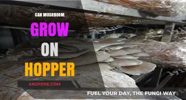 Can Mushrooms Thrive on Hoppers? Exploring Unusual Growth Environments