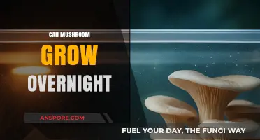 Can Mushrooms Really Grow Overnight? Unveiling the Truth Behind the Myth