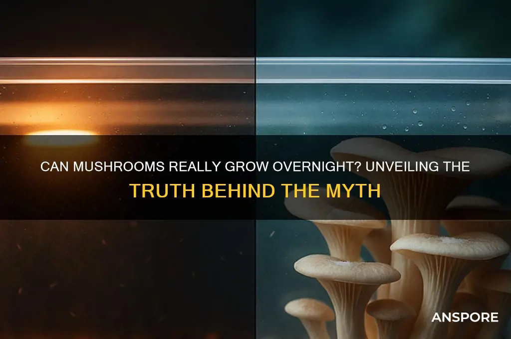 can mushroom grow overnight