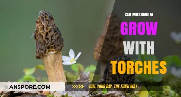 Can Mushrooms Thrive Near Torches? Exploring Light's Impact on Growth