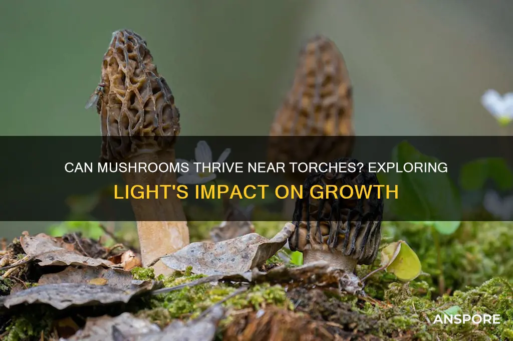 can mushroom grow with torches