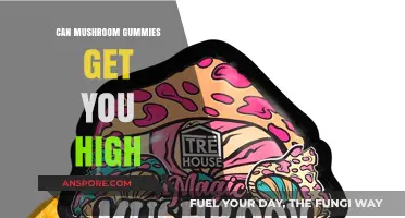 Do Mushroom Gummies Induce a High? Facts and Myths Explained