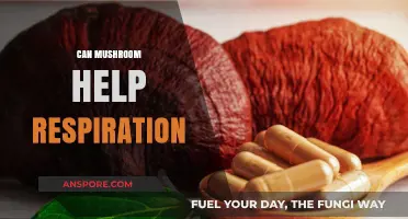 Mushrooms and Breathing: Exploring Their Potential Respiratory Health Benefits