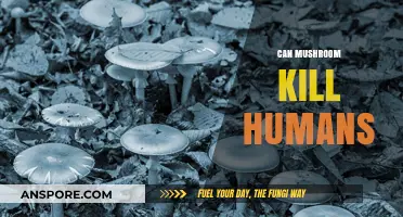 Deadly Fungi: Can Mushrooms Pose a Lethal Threat to Humans?