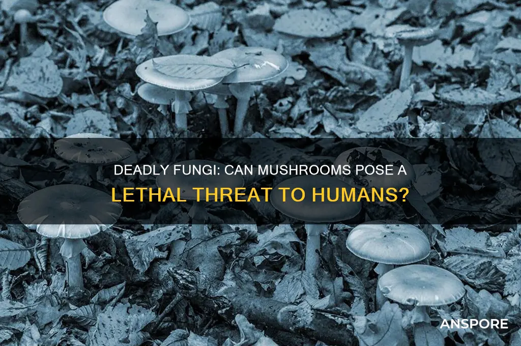can mushroom kill humans