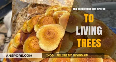 Can Mushroom Kits Harm Living Trees? Exploring Risks and Facts