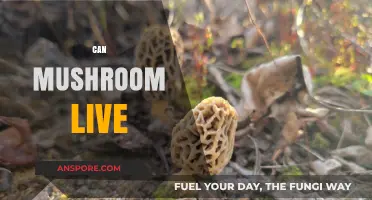 Can Mushrooms Thrive? Exploring Their Unique Survival and Growth Secrets