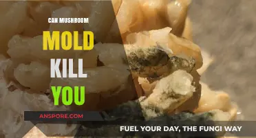 Can Mushroom Mold Be Deadly? Understanding the Risks and Realities
