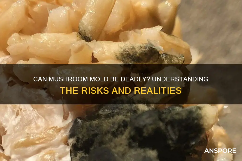 can mushroom mold kill you