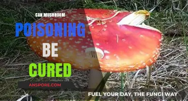Can Mushroom Poisoning Be Cured? Treatment Options and Survival Tips
