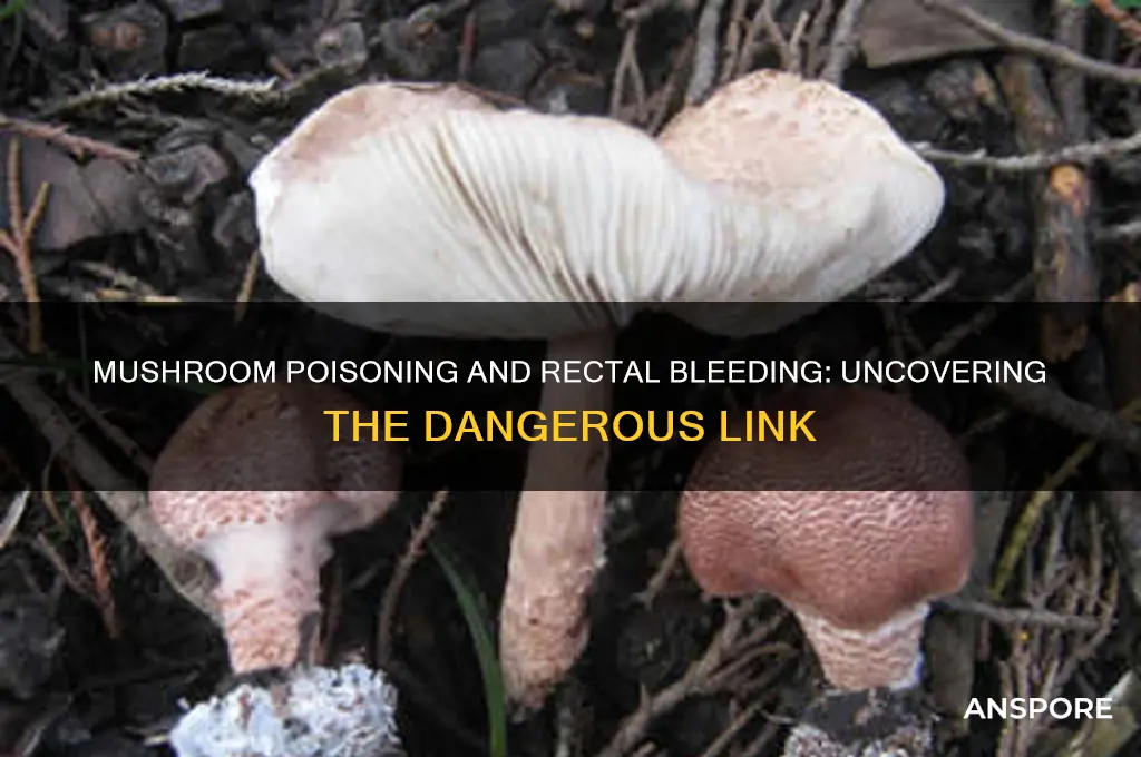 can mushroom poisoning cause rectal bleeding