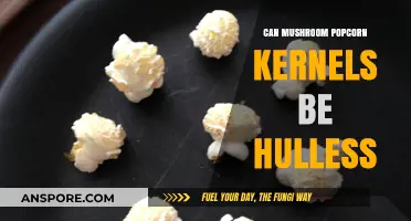 Can Mushroom Popcorn Kernels Be Hulless? Exploring Snack Facts
