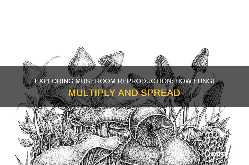 can mushroom reproduce