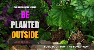 Can You Plant Mushroom Spores Outdoors? A Beginner's Guide