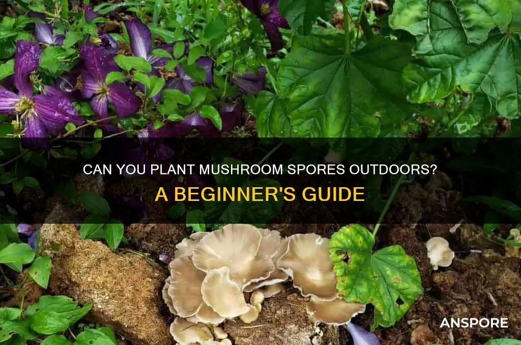 can mushroom spores be planted outside