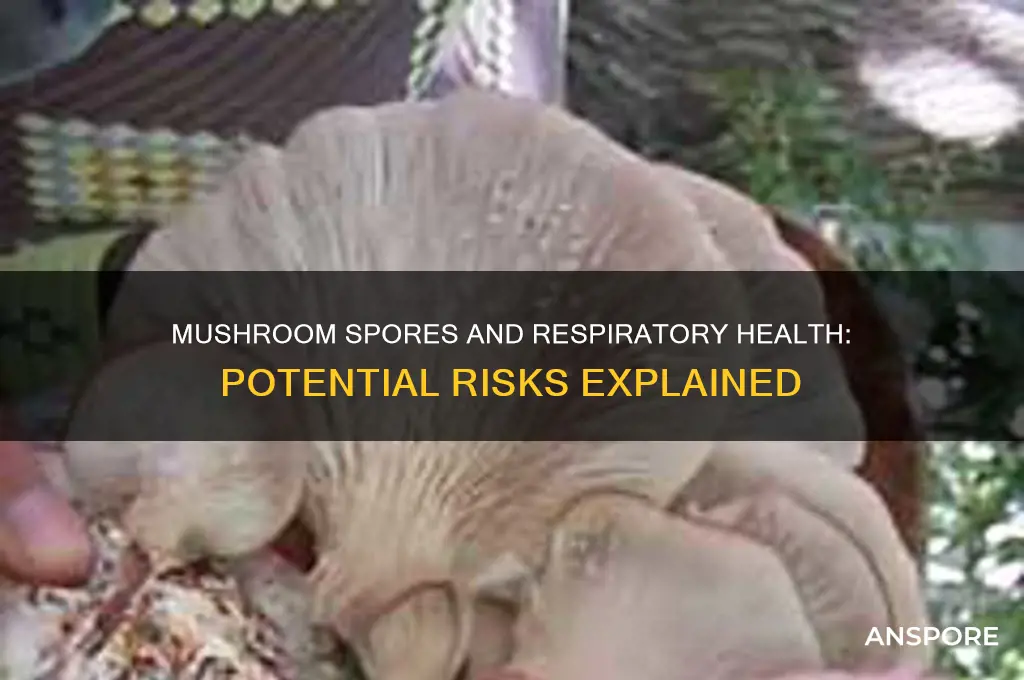 can mushroom spores cause respiratory problems