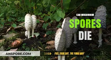 Can Mushroom Spores Die? Unveiling Their Survival Secrets and Limits