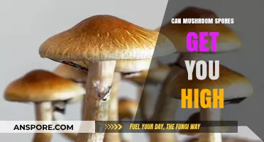 Can Mushroom Spores Get You High? Debunking Myths and Facts