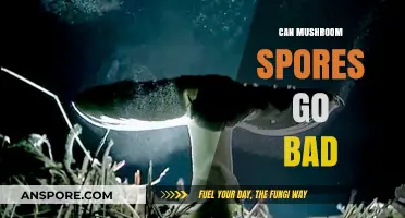 Do Mushroom Spores Expire? Shelf Life and Storage Tips Explained