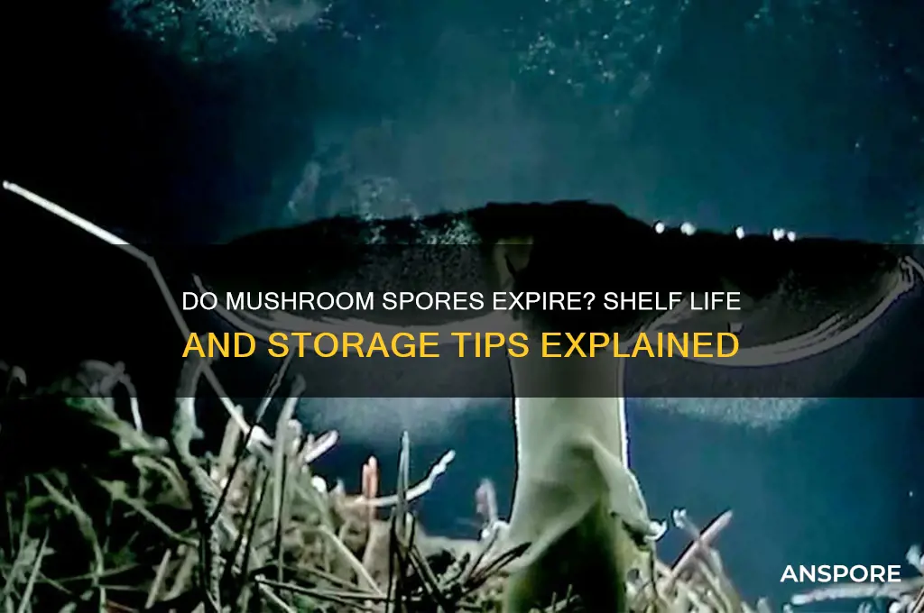 can mushroom spores go bad