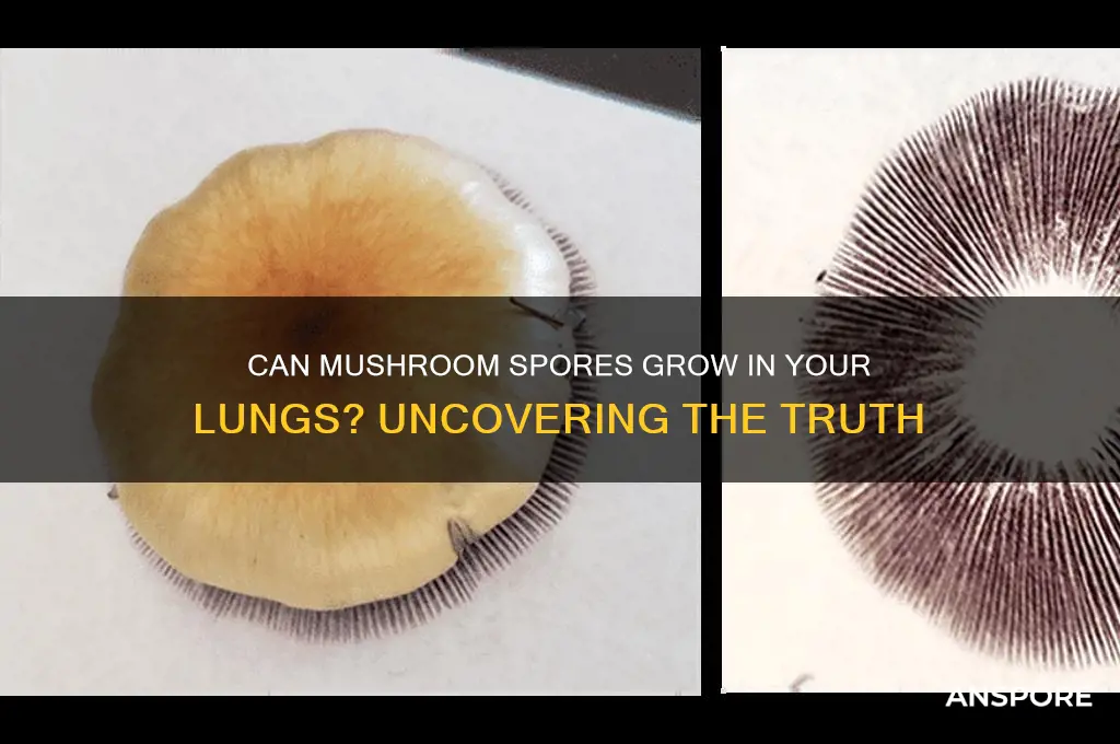 can mushroom spores grow in your lungs