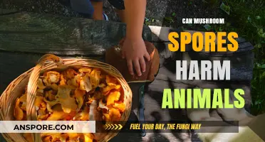 Mushroom Spores and Pets: Potential Risks and Safety Tips