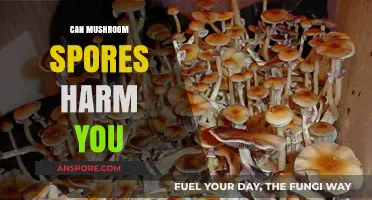 Can Mushroom Spores Harm You? Understanding Risks and Safety Tips