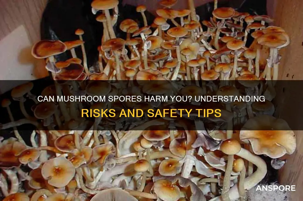 can mushroom spores harm you