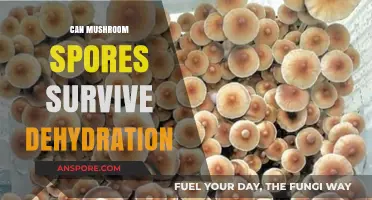 Can Mushroom Spores Survive Dehydration? Unveiling Their Resilience and Survival Tactics