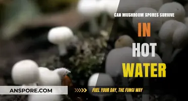 Can Mushroom Spores Survive Hot Water? Unveiling the Truth