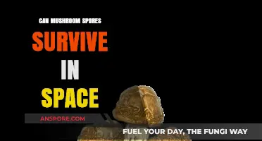 Can Mushroom Spores Survive in Space? Exploring Fungal Resilience Beyond Earth