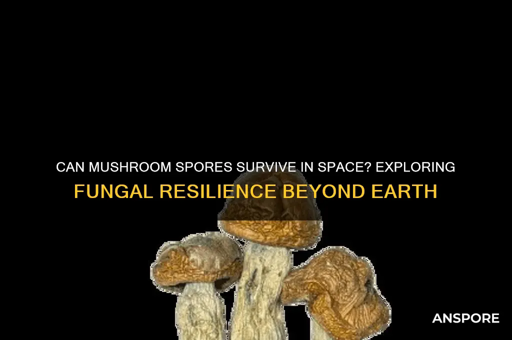 can mushroom spores survive in space
