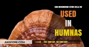 Exploring Mushroom Stem Cells: Potential Human Applications and Benefits