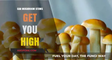 Can Mushroom Stems Induce a High? Exploring Their Psychoactive Potential