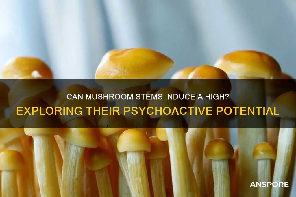 can mushroom stems get you high