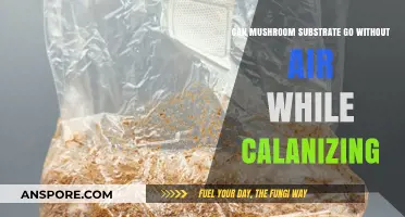 Can Mushroom Substrate Survive Without Air During Colonization?
