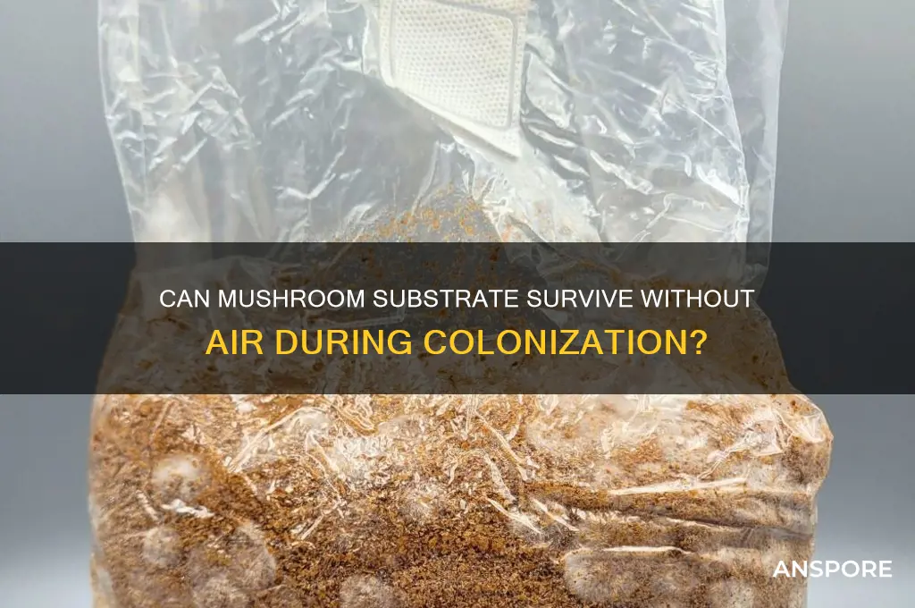 can mushroom substrate go without air while calanizing