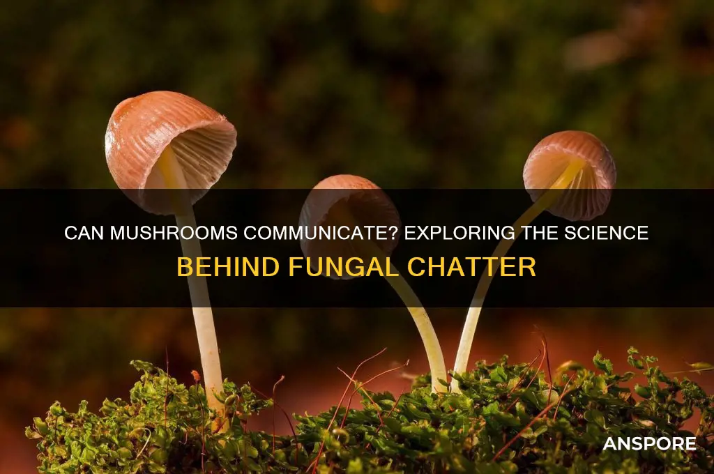 can mushroom talk