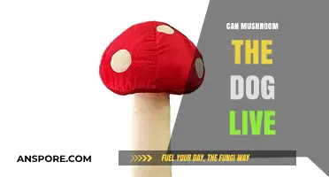 Can Mushroom the Dog Live? Unveiling the Truth About This Unique Pet